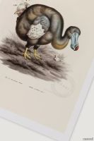 INT23-EXTINCT-ANIMALS-PRINTS-DODO-DETAIL-1.webp thumb image