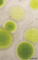 POIS-Paola-Lenti-602823-rel5d94c594.jpg thumb image