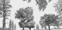 ARBORIBUS-Rimura-586898-rel82668f3.jpg thumb image