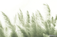 PAMPAS-Rimura-589817-rela73963b7.jpg thumb image