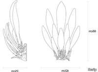 DANDELION-CHRYSALIS-DARK-Serip-636684-dimba963f24.jpg thumb image