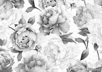 PEONIES-BLACK-AND-WHITE-Studijo-556304-relc274ecca.jpg thumb image