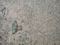 12.8Ceppo-Quartzite-close-up-x-1-8244.jpg thumb image