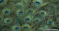 COCK-CREATIVESPACE-391715-relb1481c95.jpg thumb image