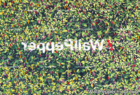 WallPepperGroup_PEPPER-DEEP_IAnNY8yyvs.jpeg thumb image