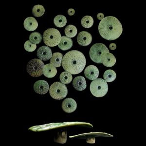 NINPHAEAE (wall elements) NFB10 –NFG10 – NFM10 – NFP10