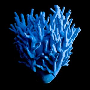 TURCOSA