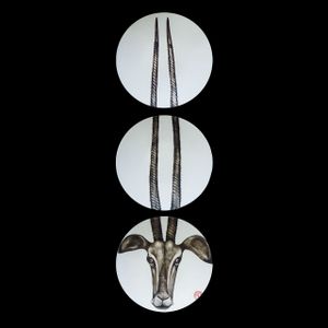 Antilope – MA