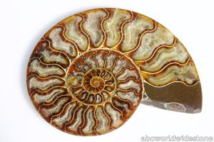 Ammonite