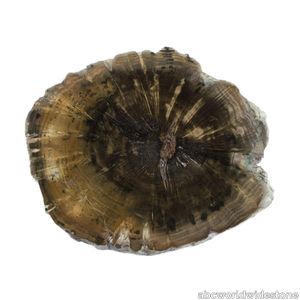 Black Petrified Wood