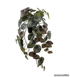 PEPEROMIA 45 CM