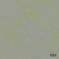 marmoleum concrete green shimmer