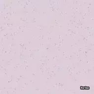 eternal colour lilac