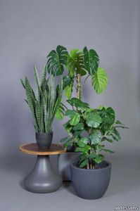 Fiddle Leaf Fig Tree 900