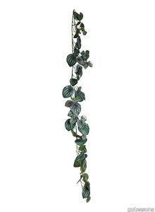 Peperomia garland 1800