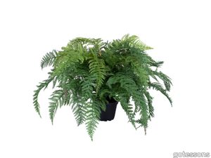 Fern 450 mm