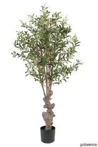 Olive Tree 1600