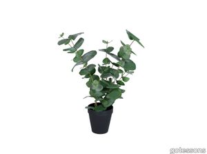 Eucalyptus small in a pot, 500