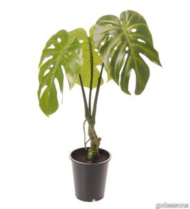 Monstera 700