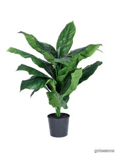 Peace Lily 1050