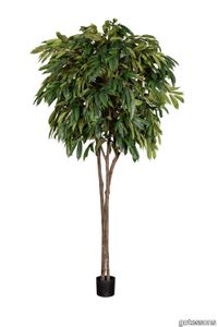 Longifolia 2600