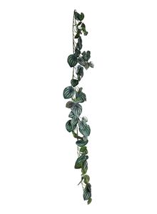 Peperomia garland 1800