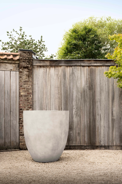 cumino-calice-jardinico-627801-reldb38c26b.jpg