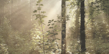 GREEN-2-CREATIVESPACE-298535-rel9db268b9.jpg