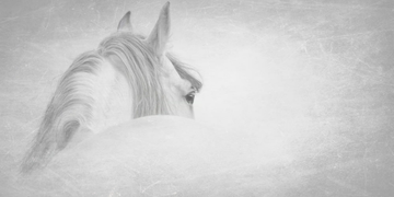 HORSY-CREATIVESPACE-298545-rel6be9e9e5.jpg