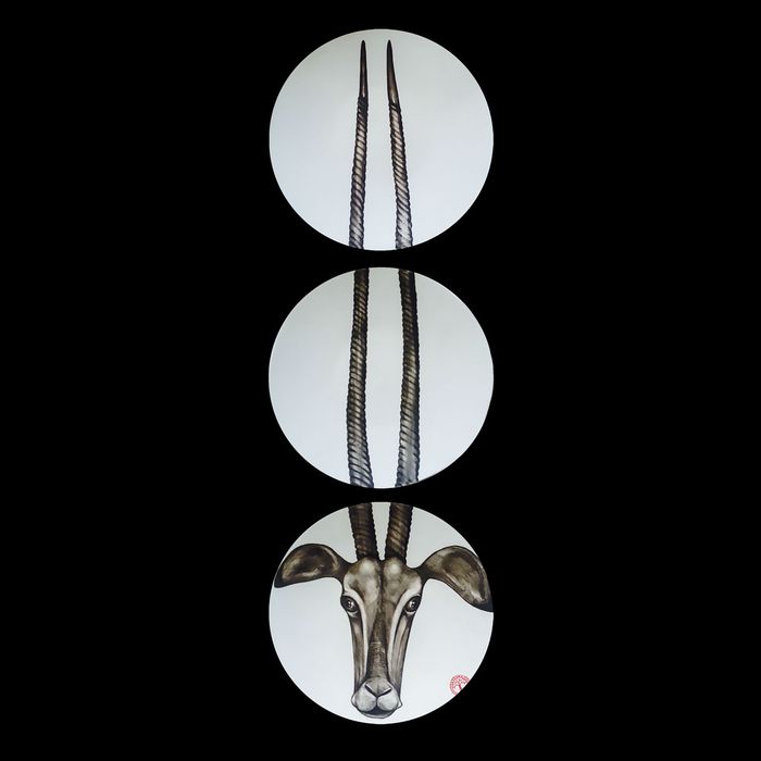 Antilope – MA