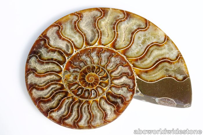 Ammonite