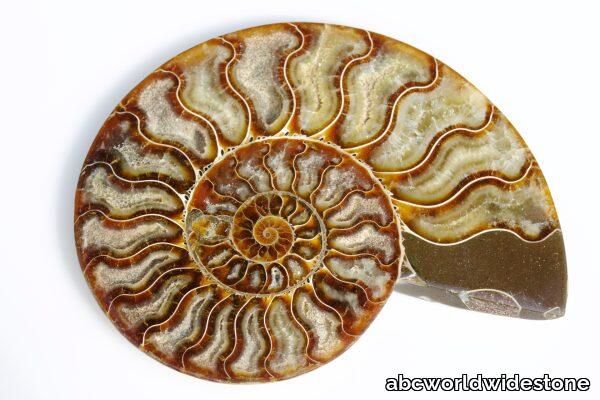 Ammonite-600x400.jpg