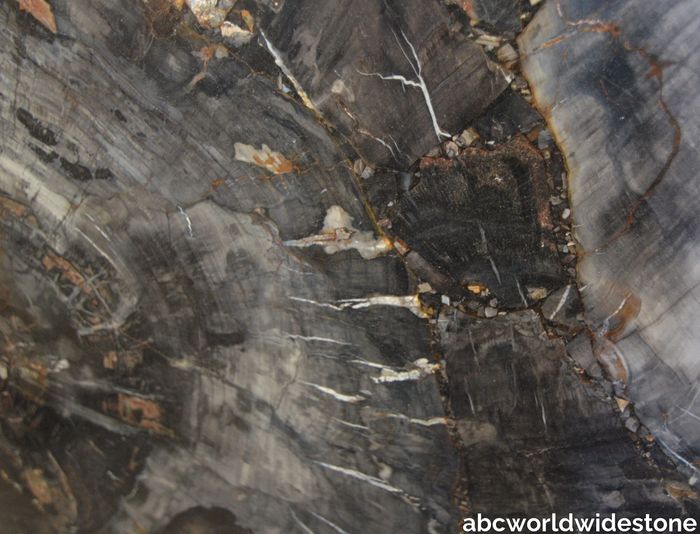 Black-Petrified-Wood-Polished-scaled.jpg