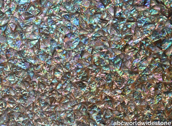 Green-Abalone.jpg
