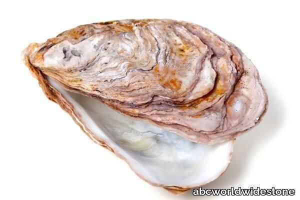 Ivory-Shell-raw-600x400.jpg