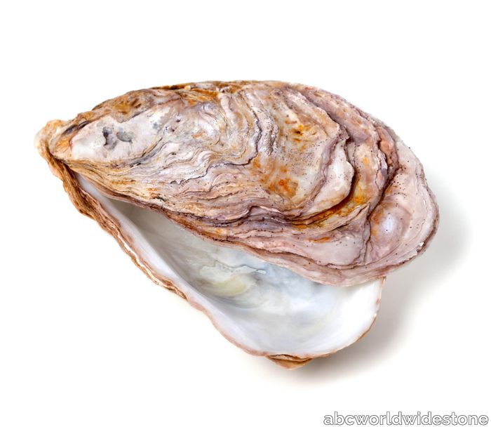 Ivory-Shell-raw.jpg