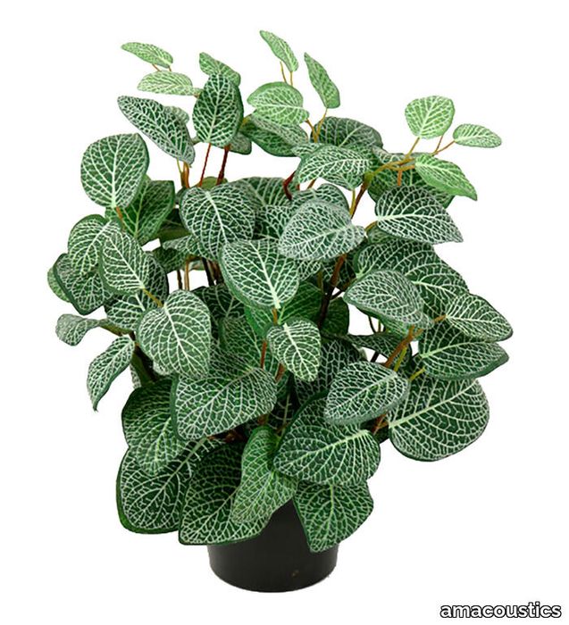 FITTONIA 34 CM