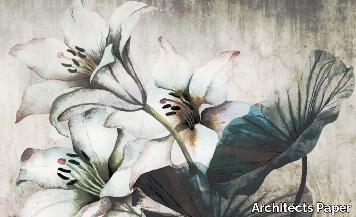 WHITE-LILY-Architects-Paper-528006-relf78d3357.jpg