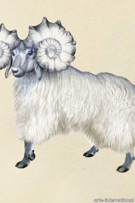 PogoGoat_LR_1-medium-two-thirds.jpg