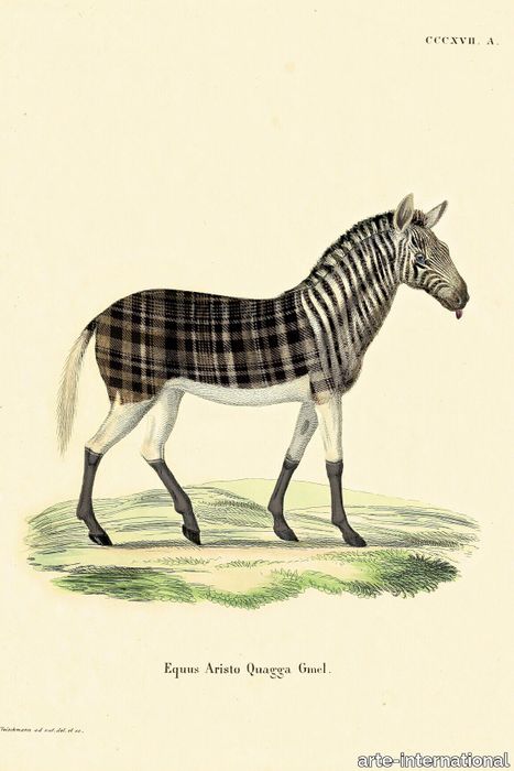 aristo_quagga_drawing-medium-two-thirds.jpg