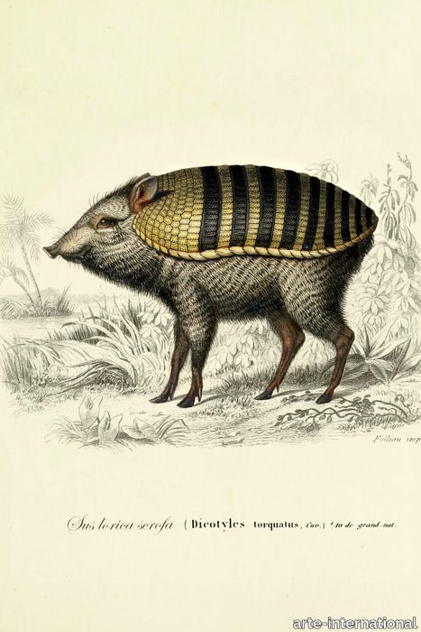 armoured_boar_drawing-medium-two-thirds.jpg