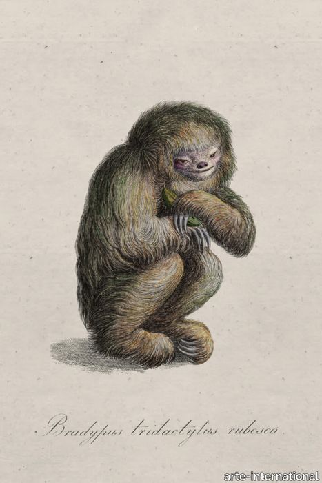 blushing_sloth_drawing-medium-two-thirds.jpg