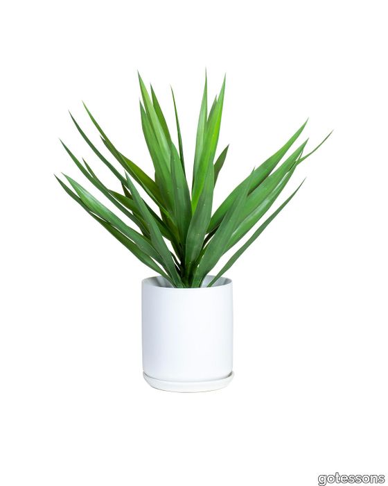 Yucca palm 700