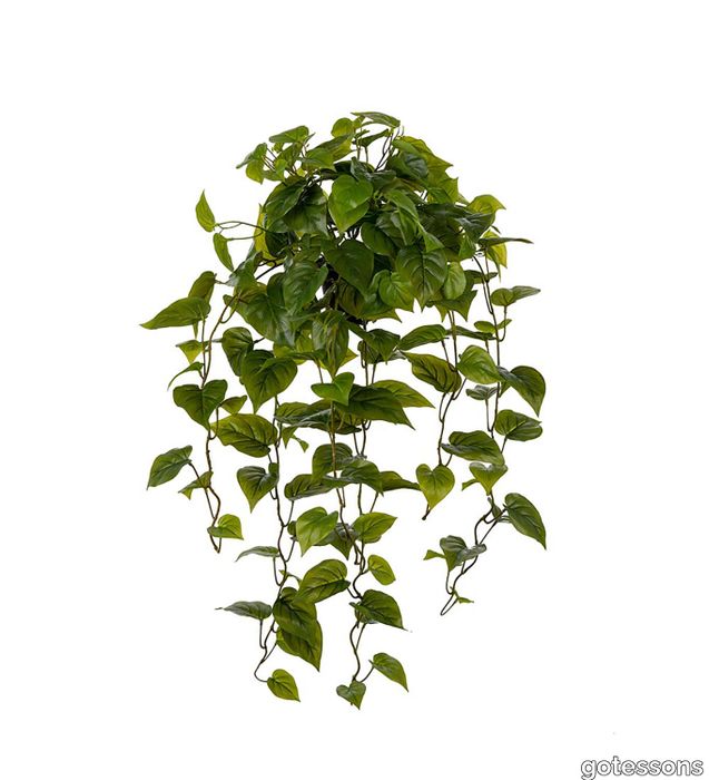 Golden Pothos 1000