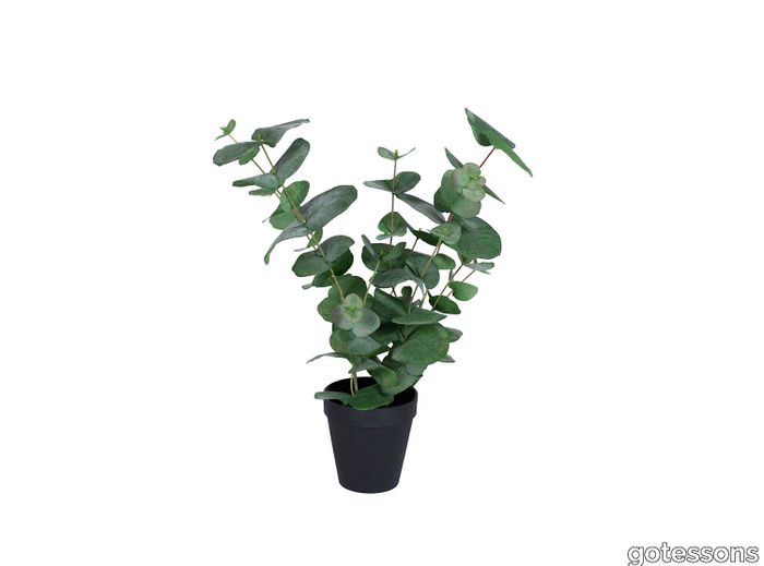 Eucalyptus small in a pot, 500