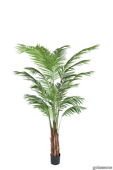 Areca Palm 2100