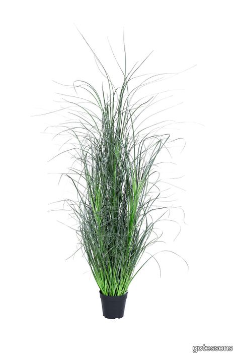 Grass Miscanthus 1500