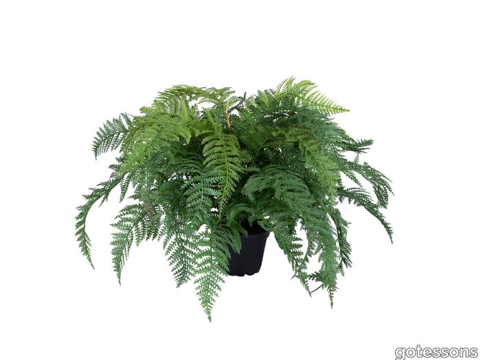 P_160074_Fern_gotessons.jpg