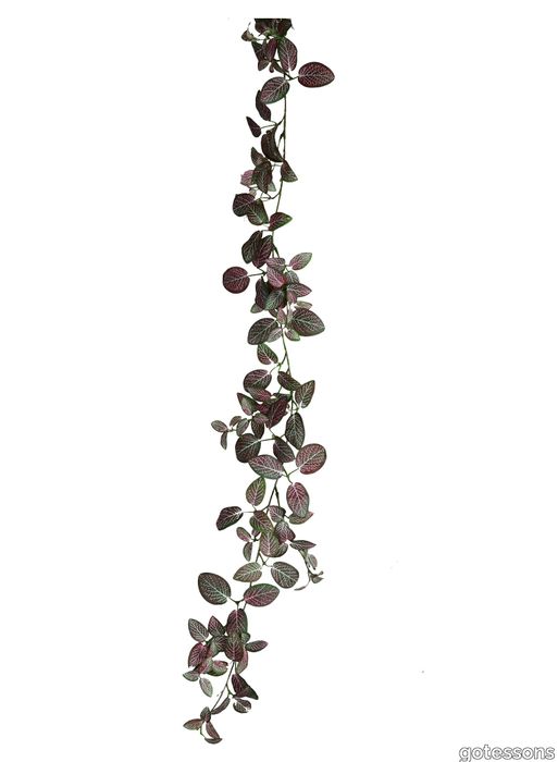 P_Fittonia_girlang_burgundy.jpg
