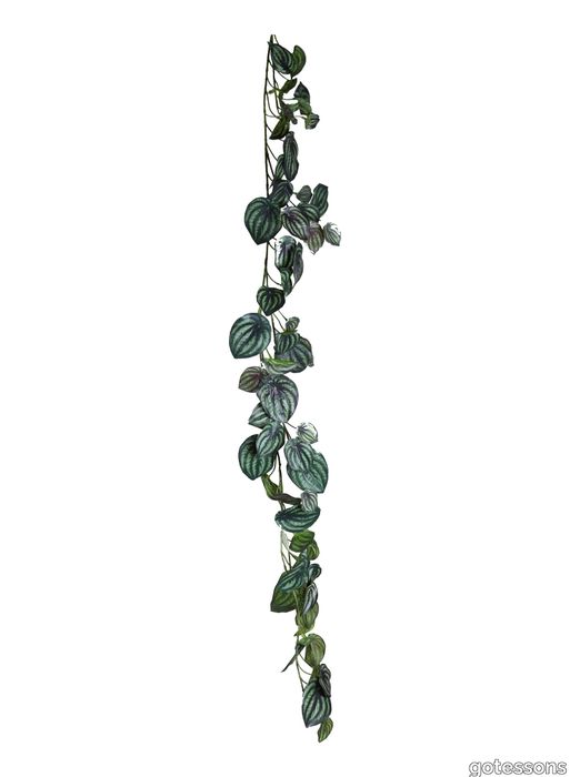 P_Peperomia20girlang20.jpg